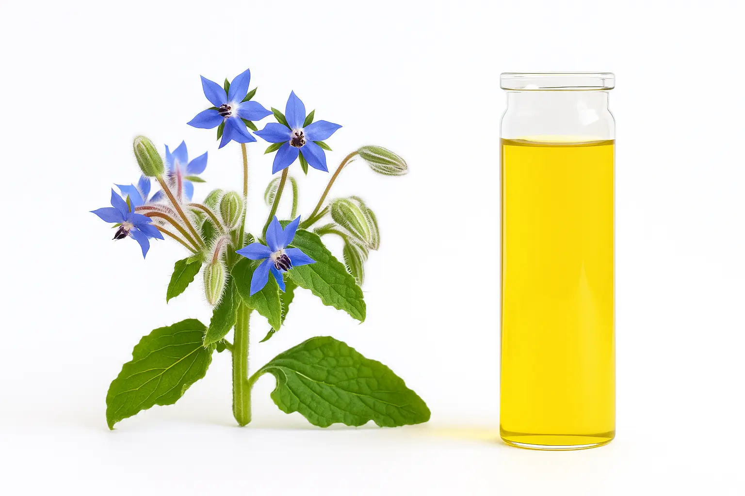 Borage Oil